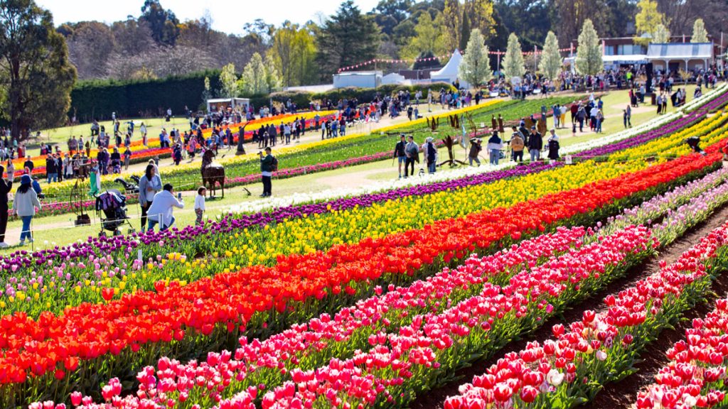 Tesselaar Tulip Festival Melbourne Spring