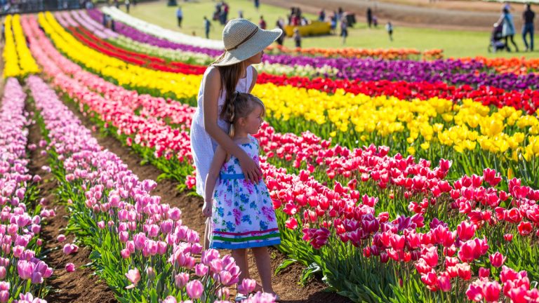 tesselaar tulip festival spring melbourne 768x432