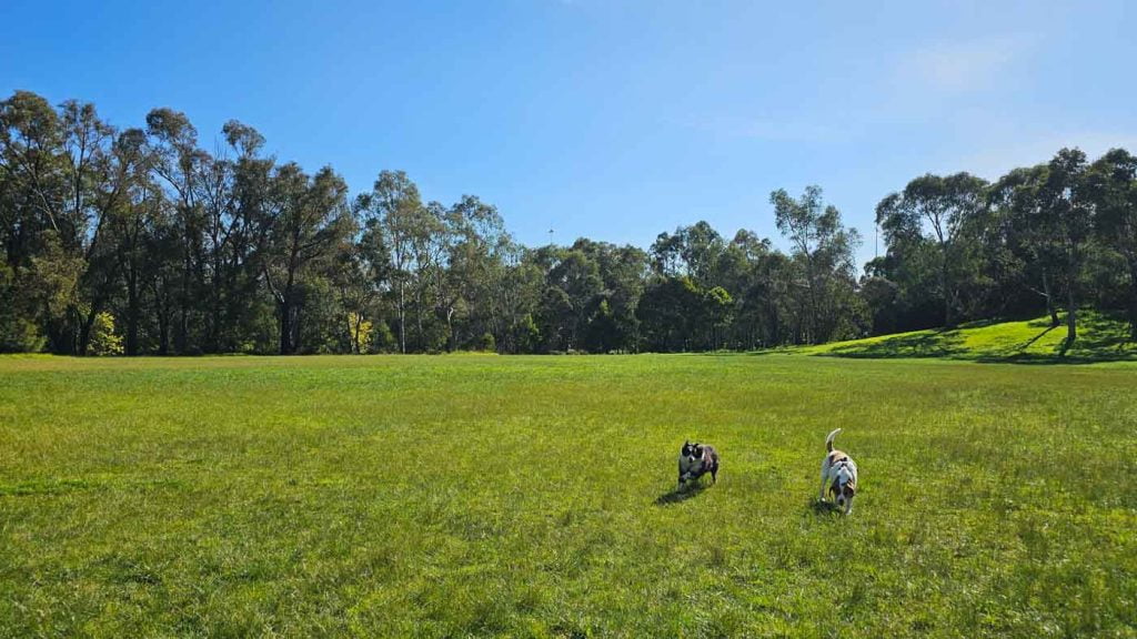 Dogs having fun at Yarra Bend off-lead park