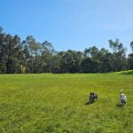 Yarra Bend off-lead park