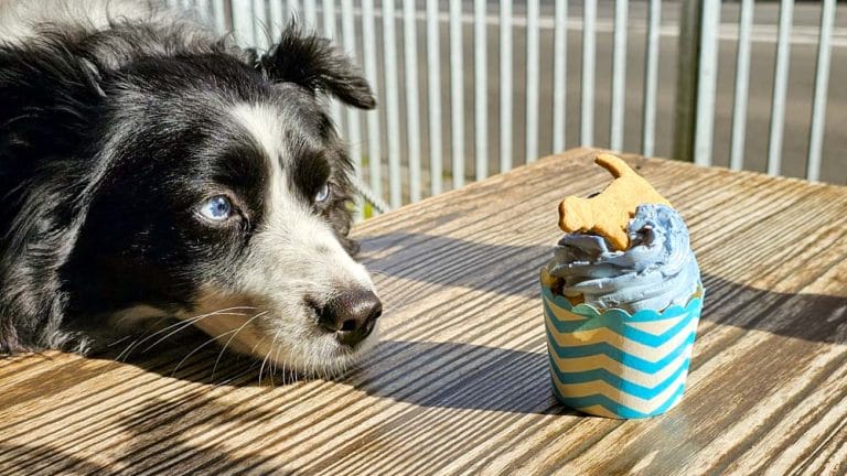 dog loving pup cake 768x432