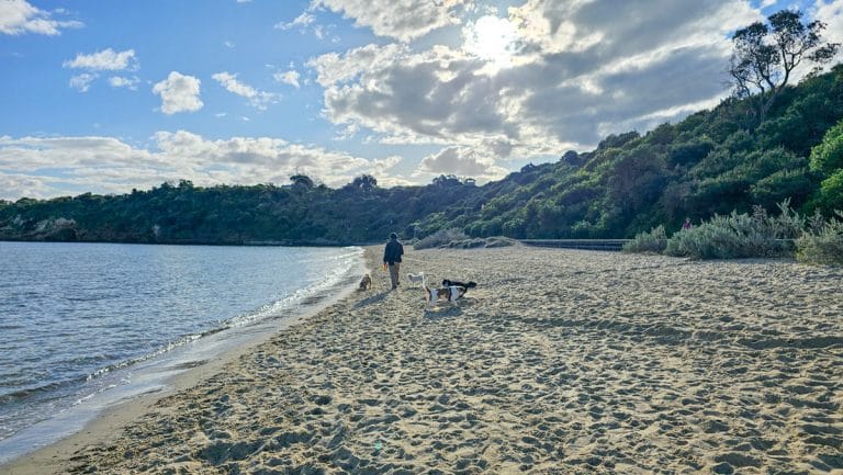 mentone off leash beach 768x433