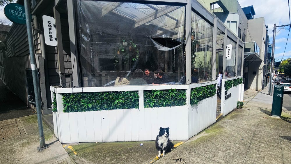 The Peacock dog-friendly cafe in South Yarra