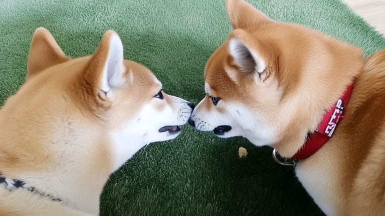 shiba inu dog meet up 768x431