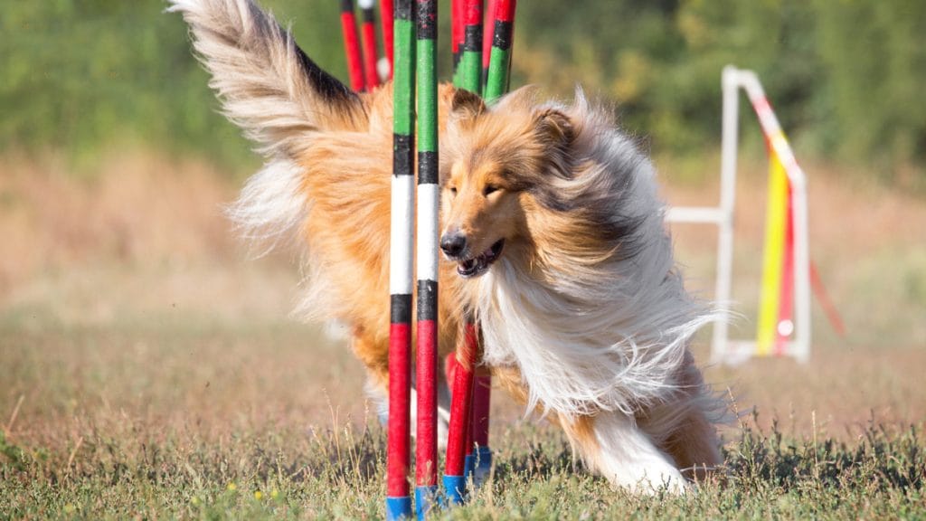 Big Day Out for Dogs 2024 event in Skye