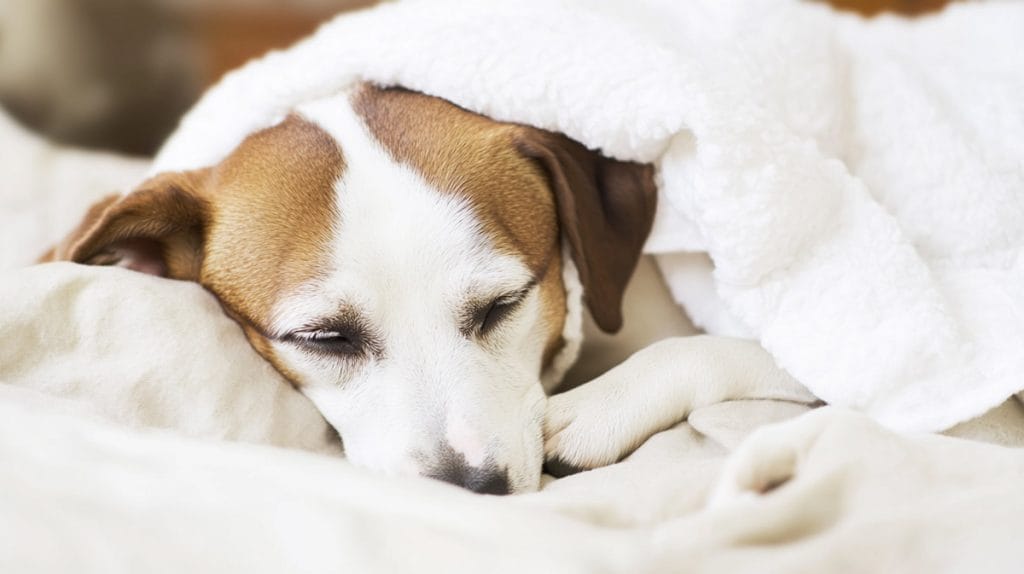 Pet Cancer Awareness Month: Essential Tips for Dog Owners