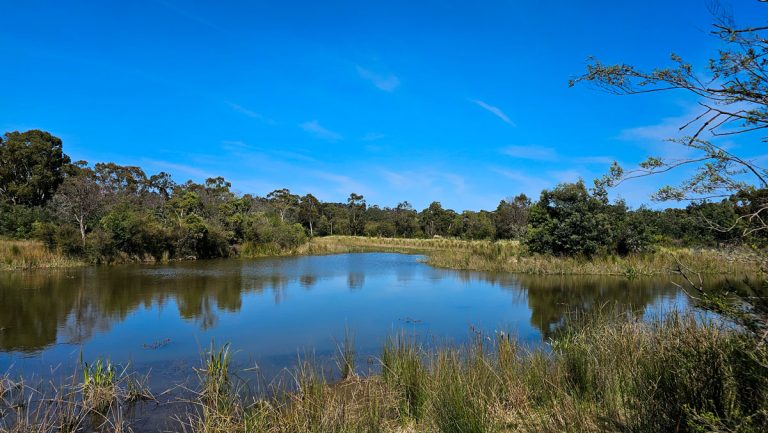 lillydale lake walk 768x433