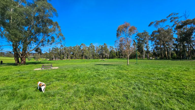 lillydale lake wall off leash 768x433