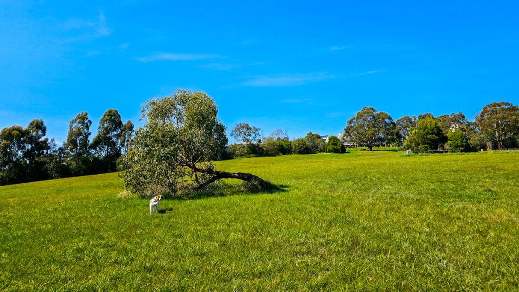 Patterson Road off-leash park