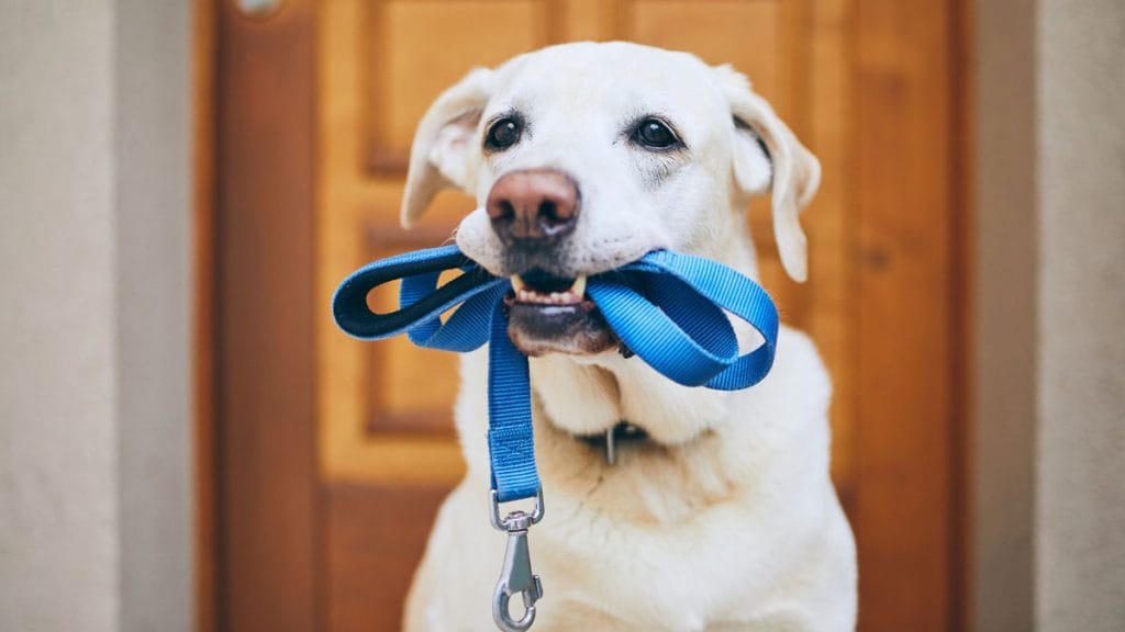 Summer Dog Walks in Melbourne: 9 Shaded Dog-Friendly Trails