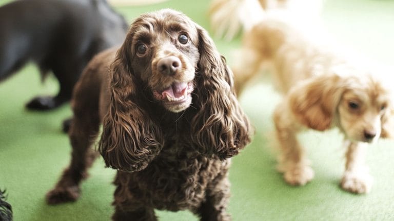 cocker spaniel meetup melbourne 768x431