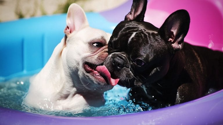 french bulldog meetup melbourne 768x431