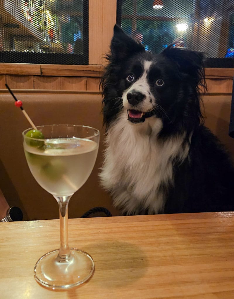 The Chronicles dog friendly bar with dog and martini