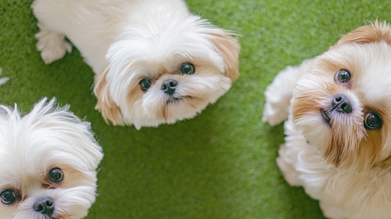 shih tzu meet up bark park 768x431