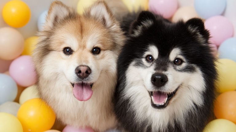 finnish lapphund meetup 768x431